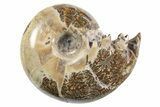 Polished Ammonite (Eotetragonites) Fossil - Madagascar #297099-1